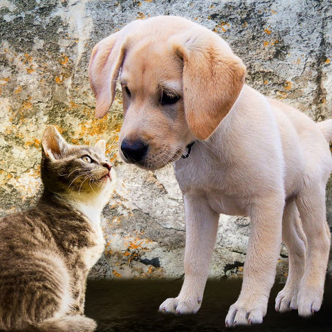 Puppy and Kitten at Home
