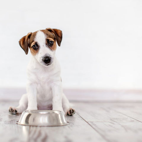 Small Dog And His Food Bowl
