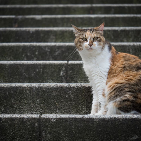 Stray cat on Steps