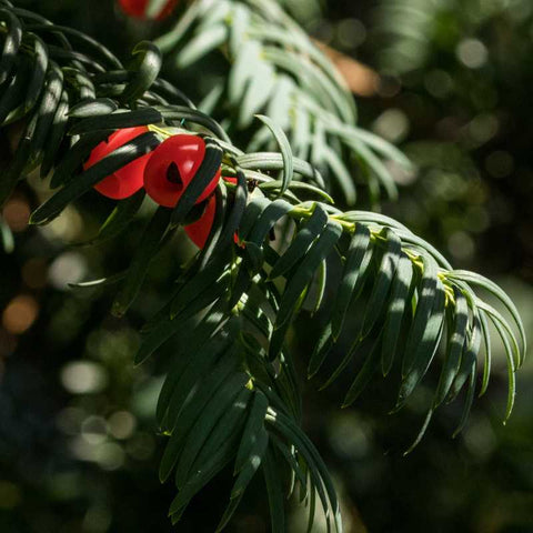 Yew Tree Christmas Decoration