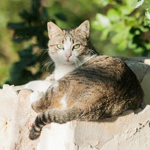 cat in the sun