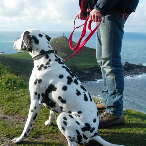 Cornish Grippy Lead for Dogs