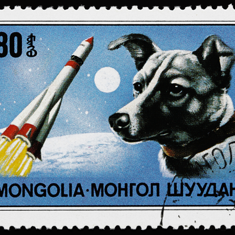 Stamp with Laika the dog On. This blog is all about natural freeze dried dog food.