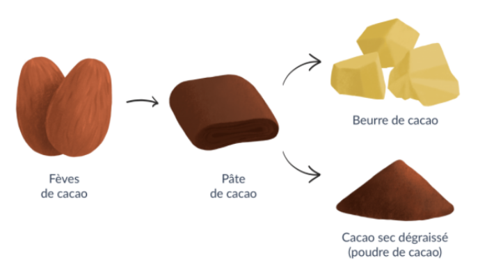 schéma de la fève de cacao vers pâte de cacao