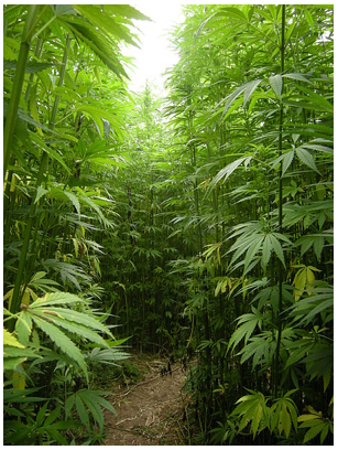 Hemp plants growing