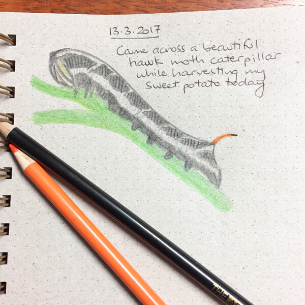 sketch of a hawk moth caterpillar
