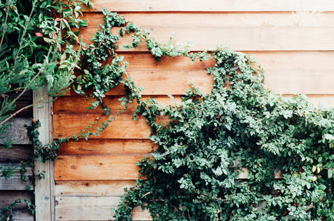 ivy on wood wall