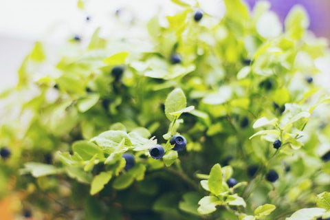 closeup blueberry bush