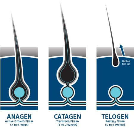 stages of hair growth