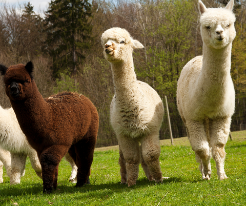 Alpacas standing in a green pasture