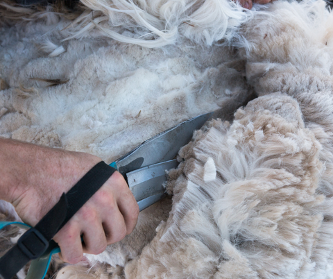 An alpaca being sheared