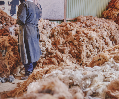 Sheared alpaca fur being sorted