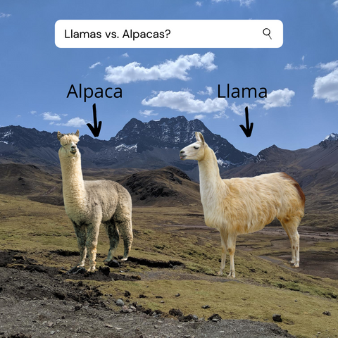 Alpaca vs llama - Difference between alpaca and llama