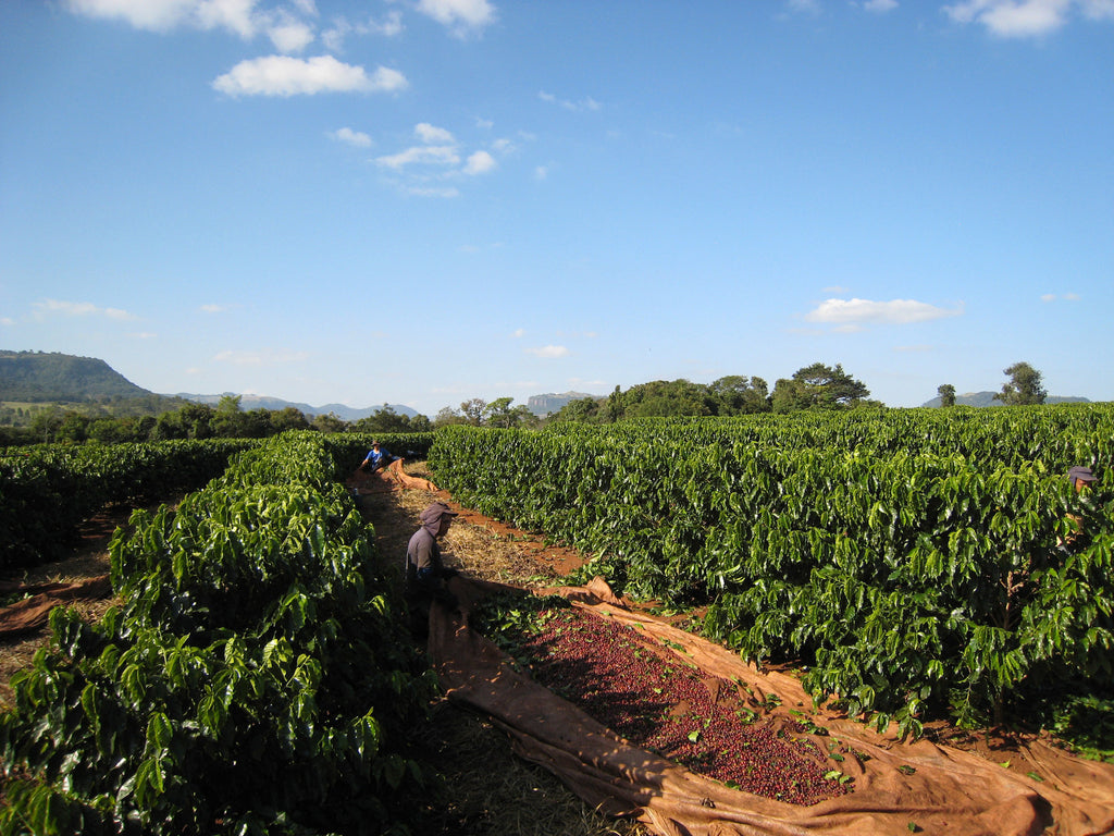 REGIOES VS2 Matas de Rondônia — Casa Brasil Coffees