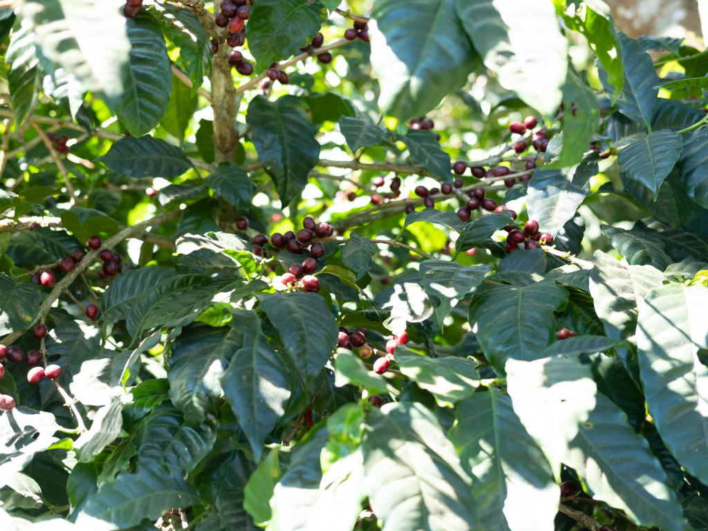 Red coffee cherries at Finca Santa Matilde