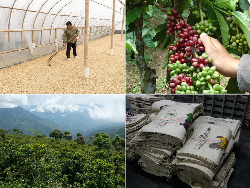 A collage of coffee production stages - raking coffee being dried, coffee cherries ripening on the plant, a scenic landscape with coffee trees in the foreground, burlap coffee bags waiting to be filled