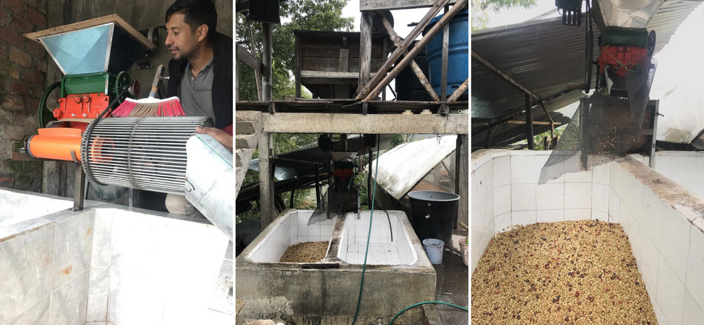 Jose Gomez of Co-op Especiales peeks into the hopper. Washed coffee depulper and tanks.