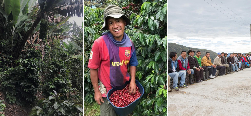 Coffee planted with bananas. Picking the harvest. Members of the community.