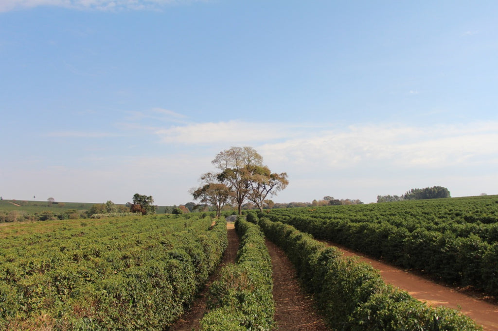 Rows of coffee at Fazenda Bela Epoca