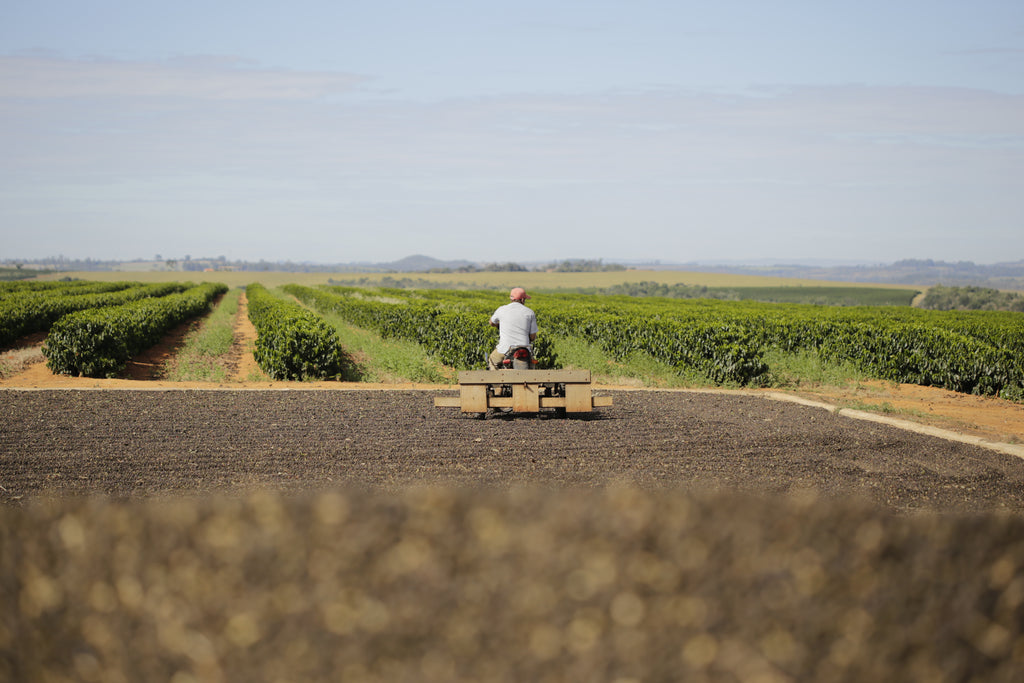 Coffee producer on tractor with rows of coffee plants