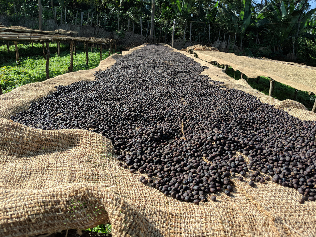 Dried coffee cherries on raised drying beds