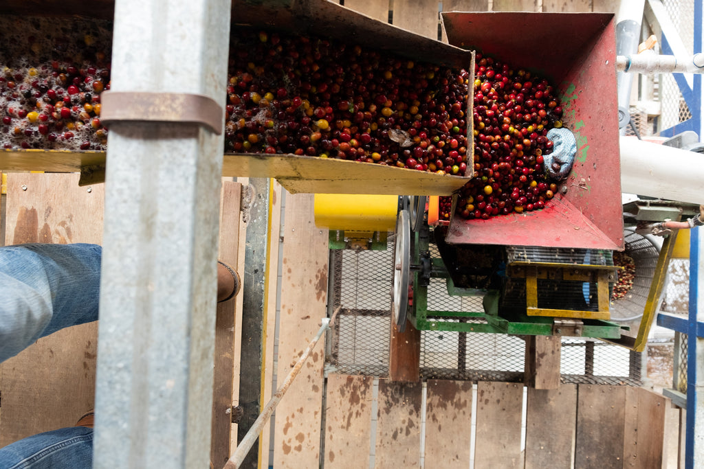 Coffee cherries being pulped