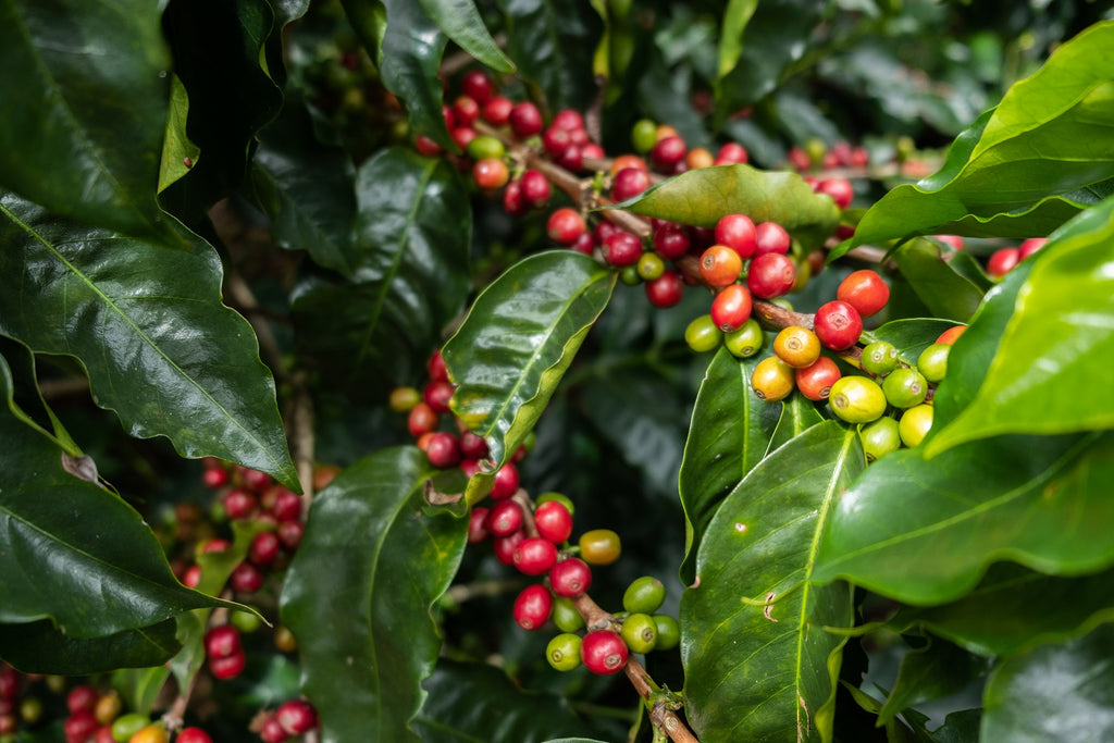 Coffee cherries ripening ahead of harvest at Eduardo Duran's family farm in the West Valley region.