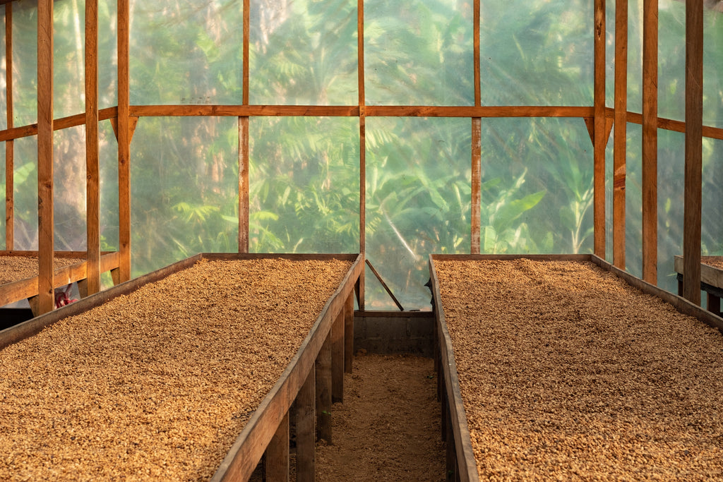 Coffee being dried on raised beds in a greenhouse drying area