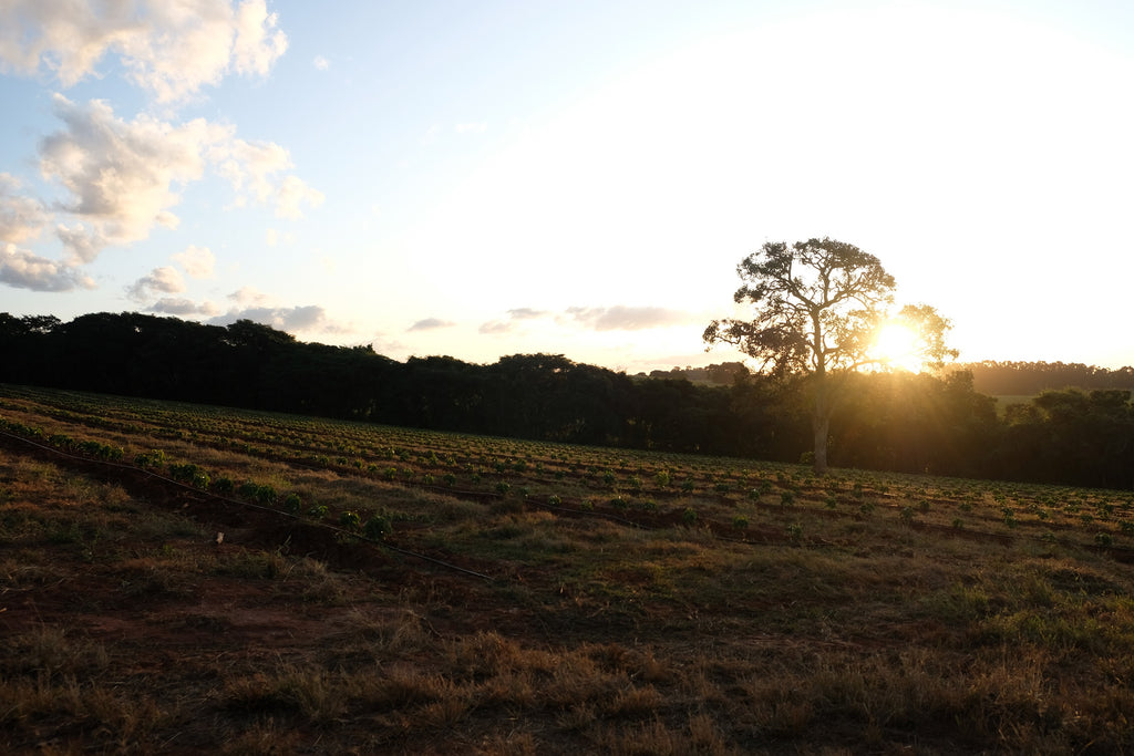 Golden hour falls on young coffee plants at Fazenda Santa Quitéria