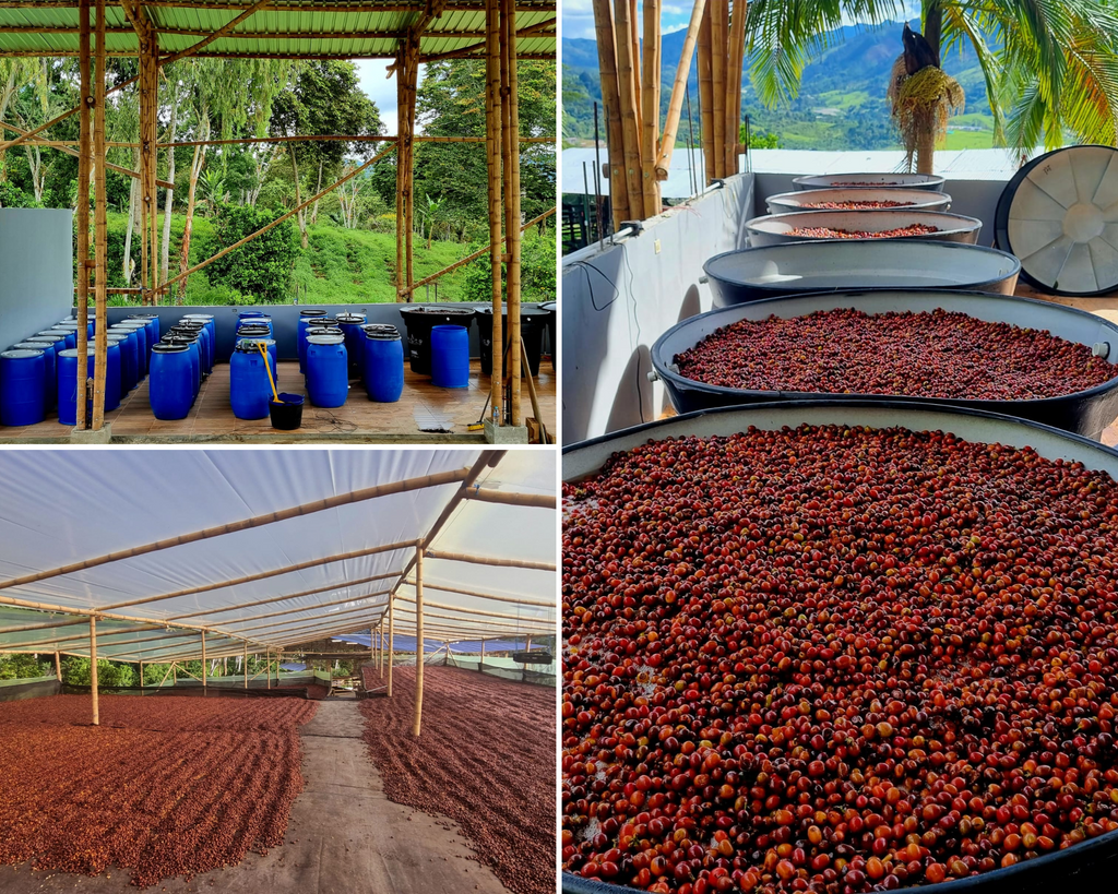 A collage of coffee fermentation barrels both open and closed, and coffee cherries being dried for Natural processing