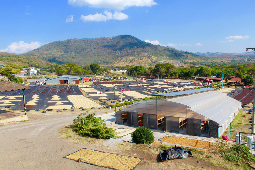 A wide perspective of a coffee processing facility with Washed, Honey, and Natural coffee being dried on patios and a greenhouse drying area with raised beds
