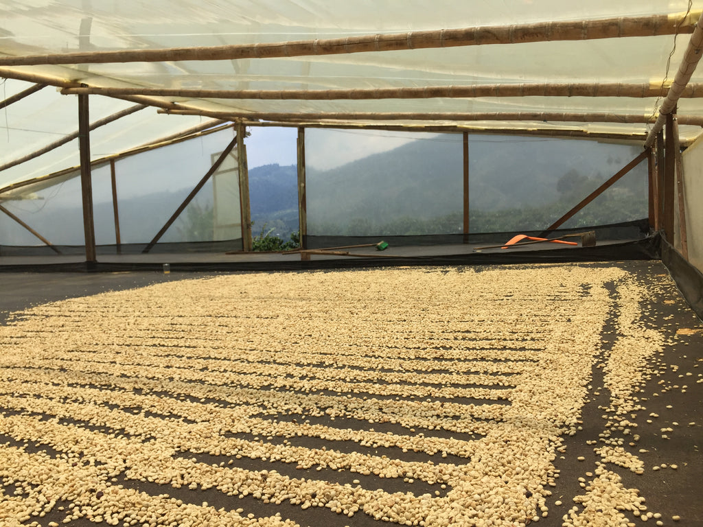 Washed coffee being patio dried in a covered drying area