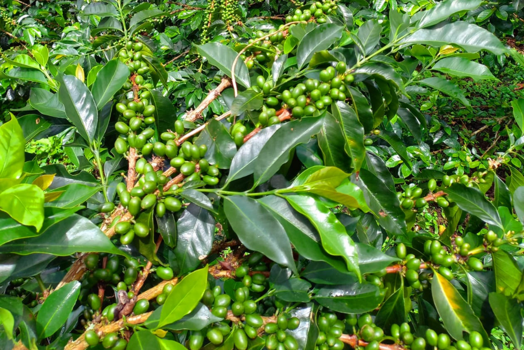 Coffee cherries developing at Finca El Mirador