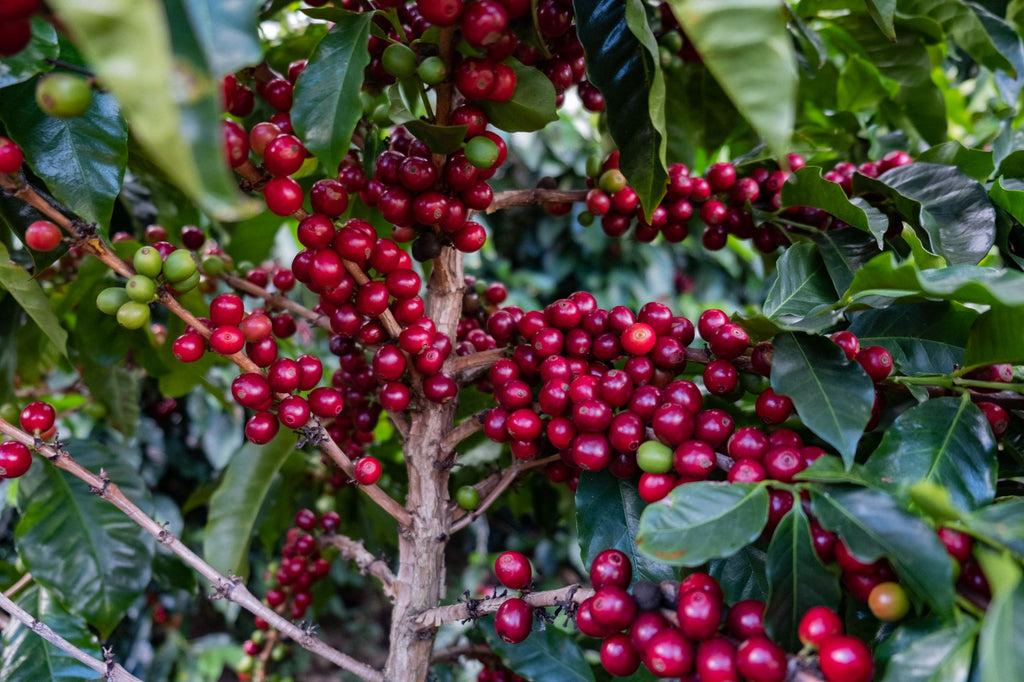Red coffee cherries on a coffee tree
