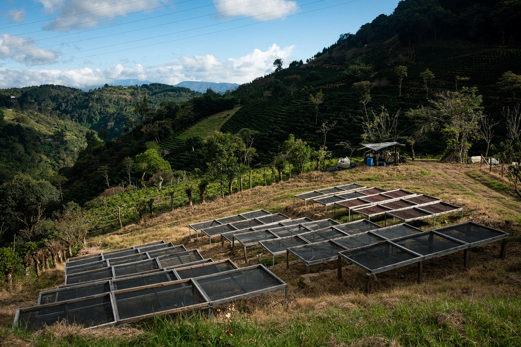 Raised drying beds at Jorge Vasquez's Roble Negro micromill in the Tarrazú region.