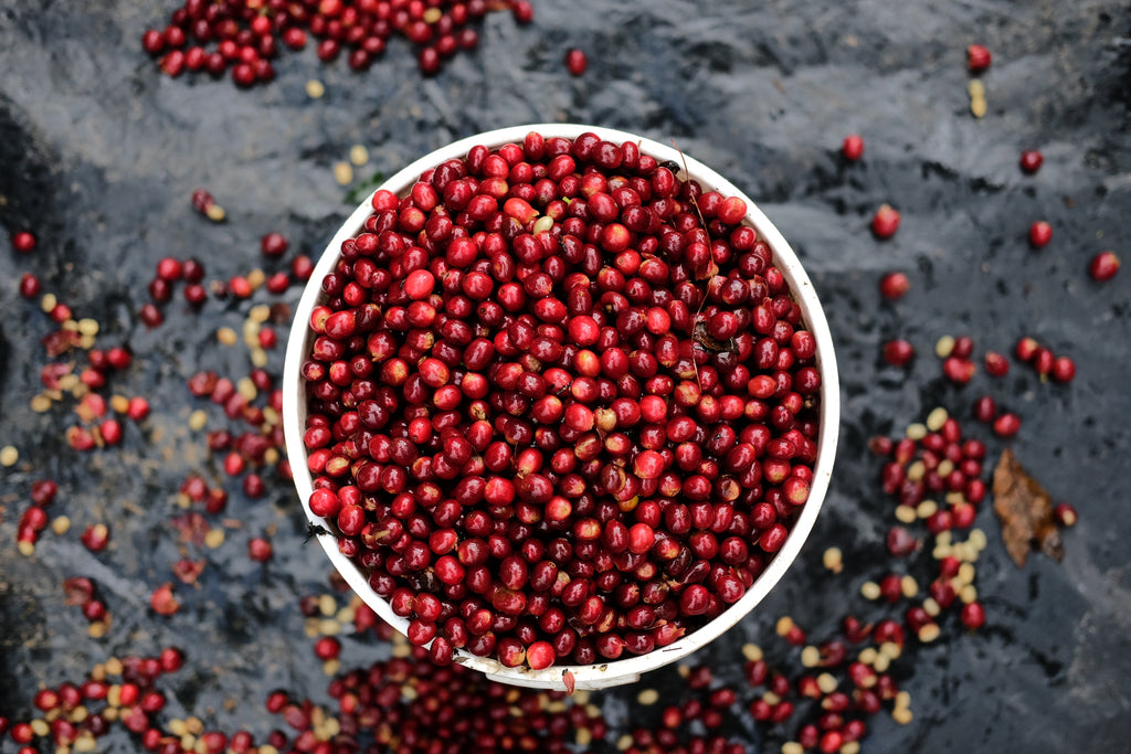 Ripe red coffee cherries in a white bucket