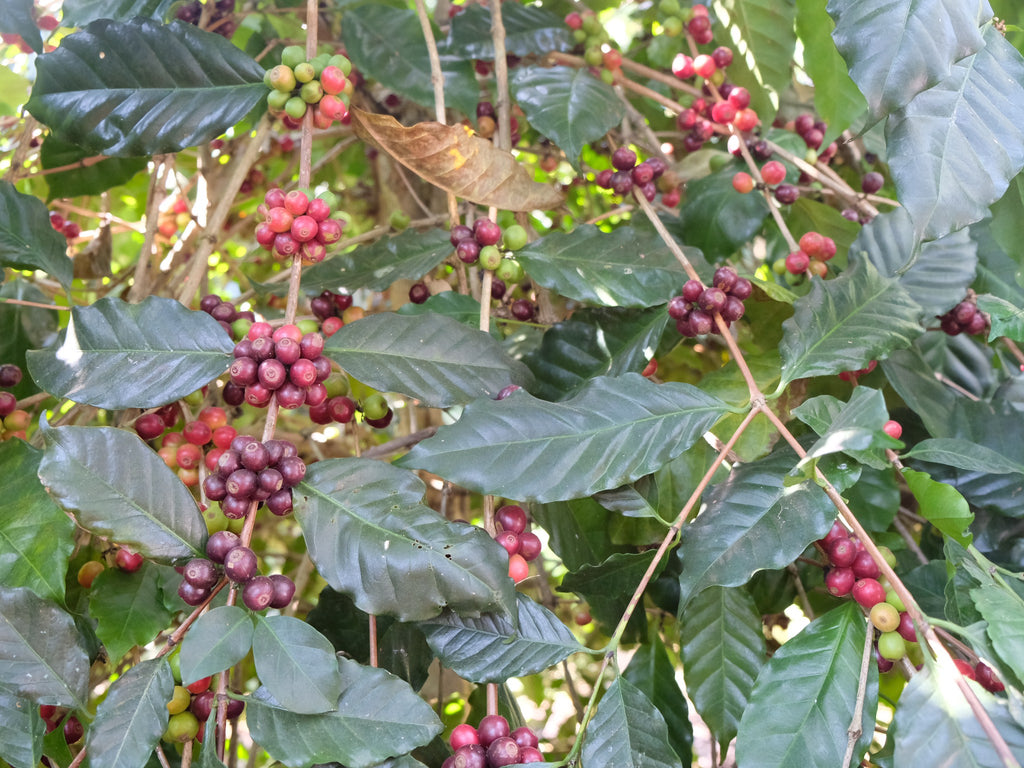 Coffee cherries in Chiang Rai, Thailand