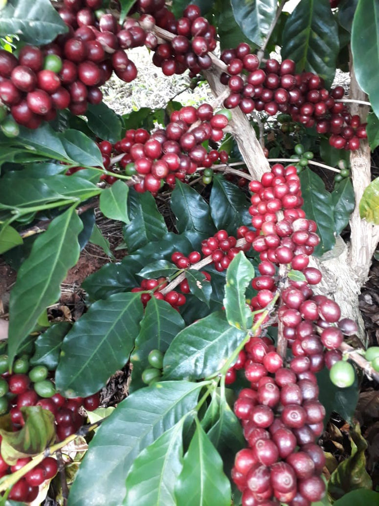 Oeiras coffee cherries