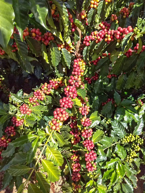 Coffee cherries at Fazenda Prevenda