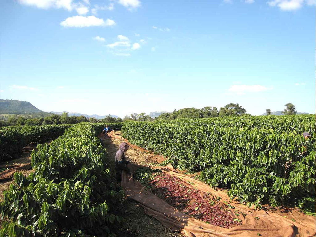 Red Catuai on Fazenda São Francisco 