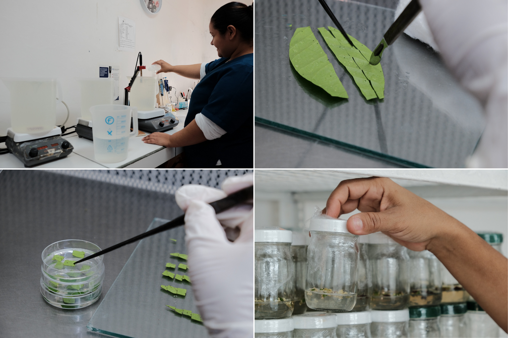 Preparing nutritive cloning liquid and leaf cuttings for cloning