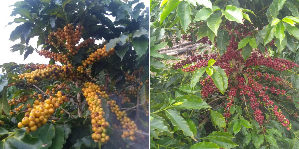 Yellow and Red Obata coffee cherries