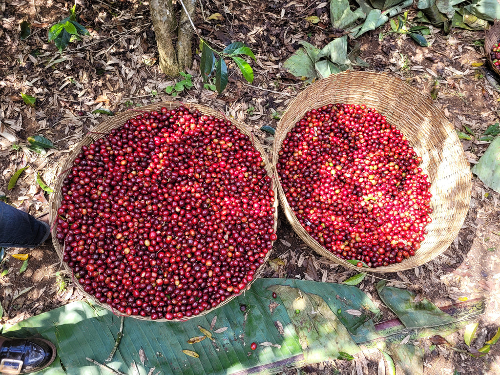 Fresh red coffee cherries in wicker baskets in Yirgacheffe, Ethiopia