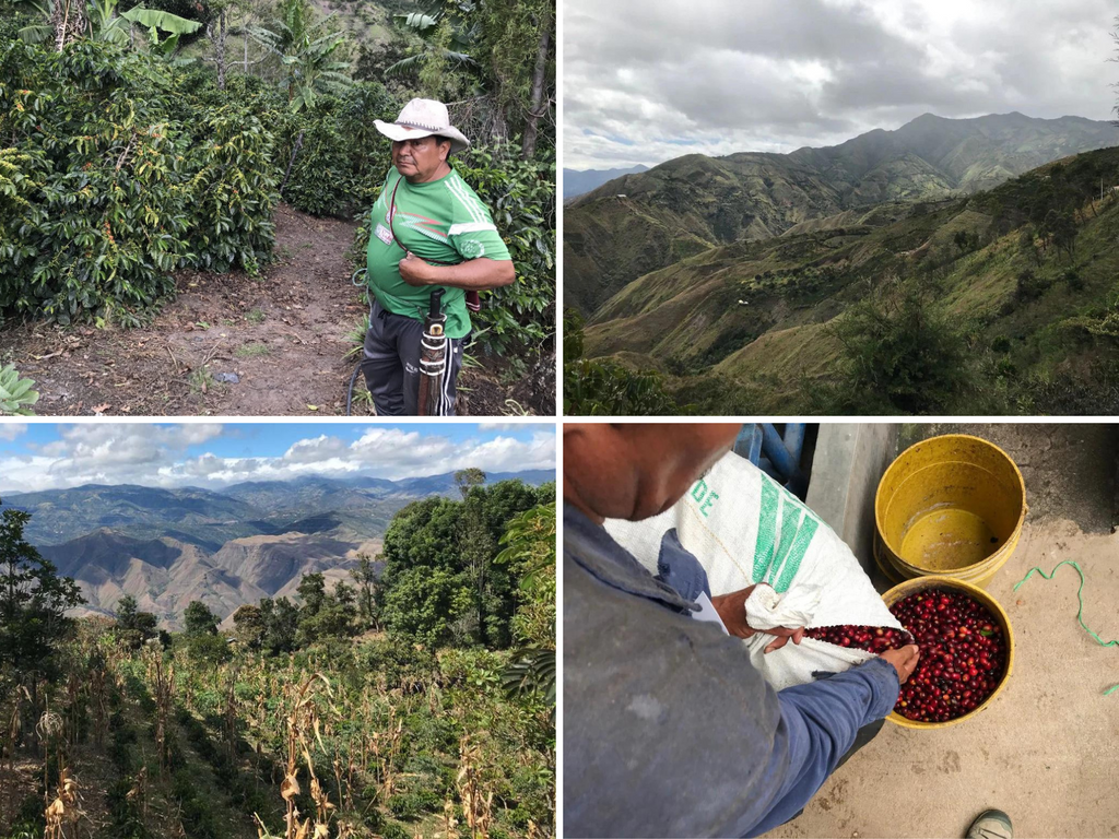 Producer Adan Muñoz. Views of the mountains of Nariño. Young coffee planted with corn in the years before it produces cherries. Measuring the harvest.