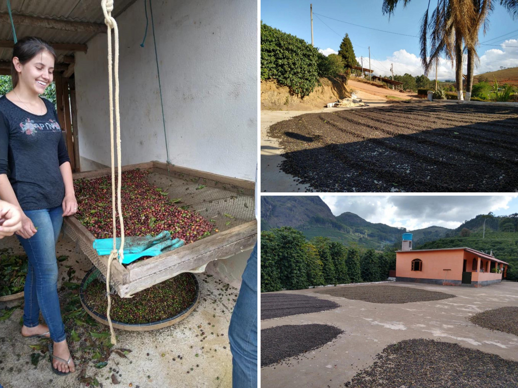 Coffee after the harvest, Natural lots being dried on concrete patios