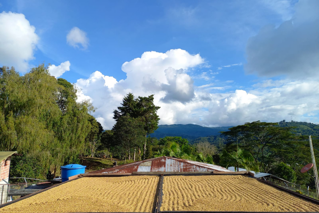 Coffee being dried at Finca El Mirador