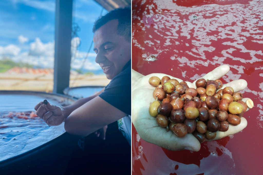 Elkin Guzman observing cherries in the fermentation tanks, fermented cherries at Finca El Mirador in Huila, Colombia