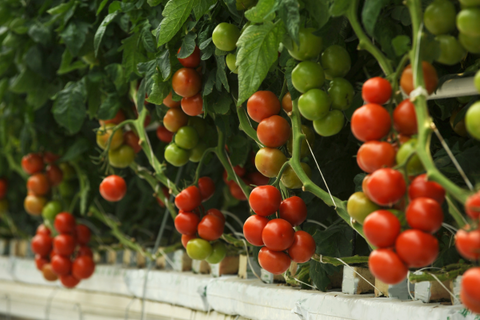 Tomatoes are lycopene rich to help prevent collagen breakdown
