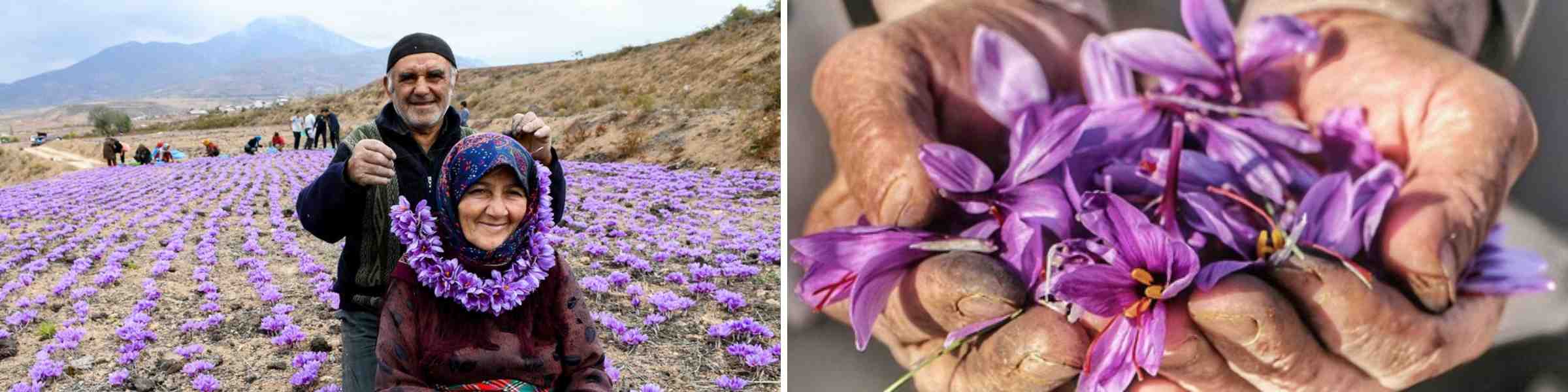 Saffron farming couple and flowers