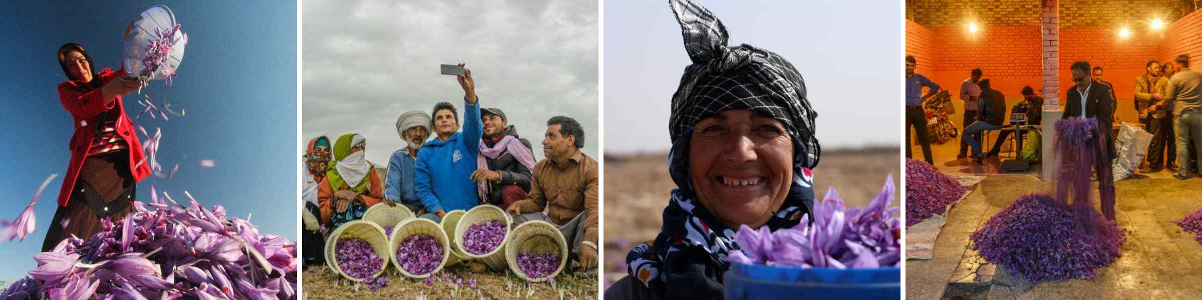 Diversity Within: The Many Faces of Iranian Saffron
